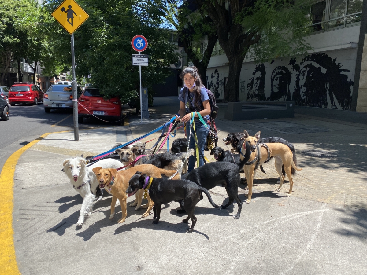 45Perros